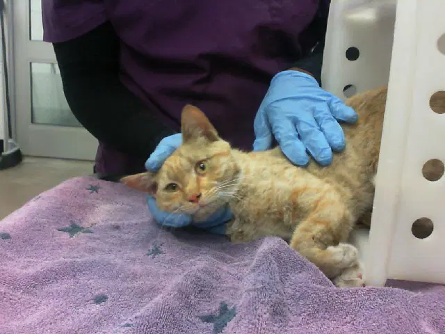 Magellan - Domestic Short Hair