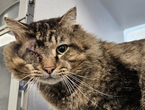 GROOT, a cat for adoption from Albuquerque Animal Services - Eastside