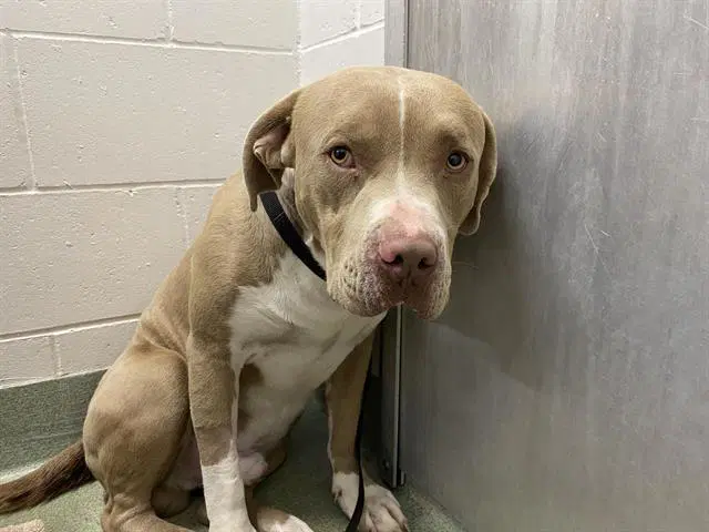Kiki - American Pit Bull Terrier