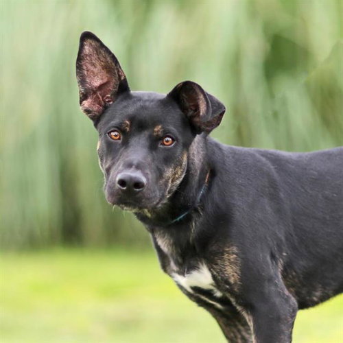 CHELWOOD, a dog for adoption from Albuquerque Animal Services - Eastside