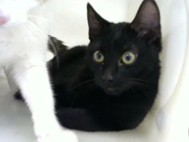 Churro - Domestic Short Hair
