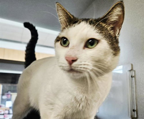 DC, a cat for adoption from Albuquerque Animal Services - Eastside