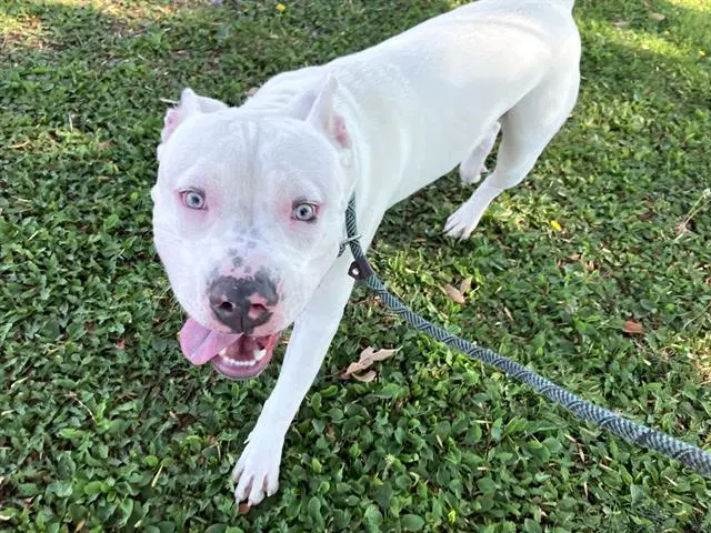 Felix The Cat - Pit Bull Terrier