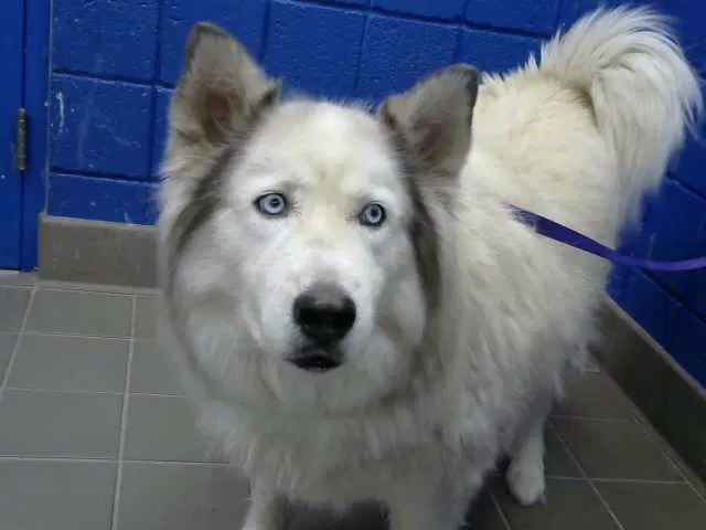 Halo - Alaskan Malamute