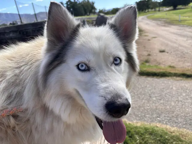 Halo - Alaskan Malamute