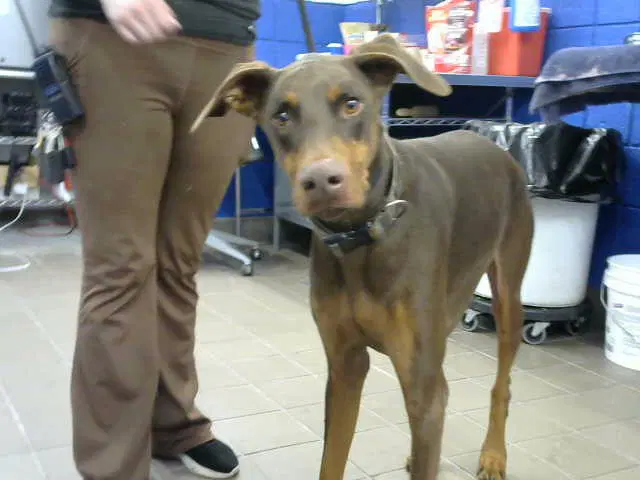 Banjo - Doberman Pinscher