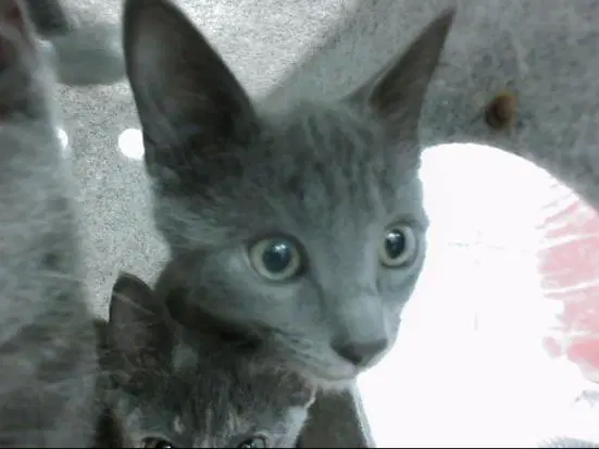 Thor - Domestic Short Hair