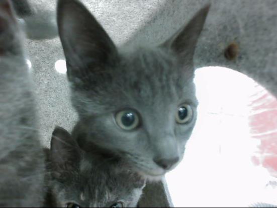 Thor