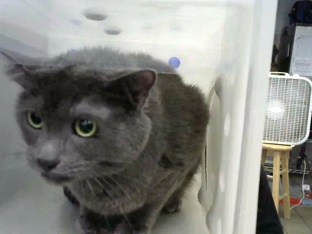 Thor - Domestic Short Hair