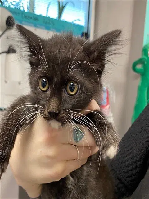 Cookie - Domestic Short Hair