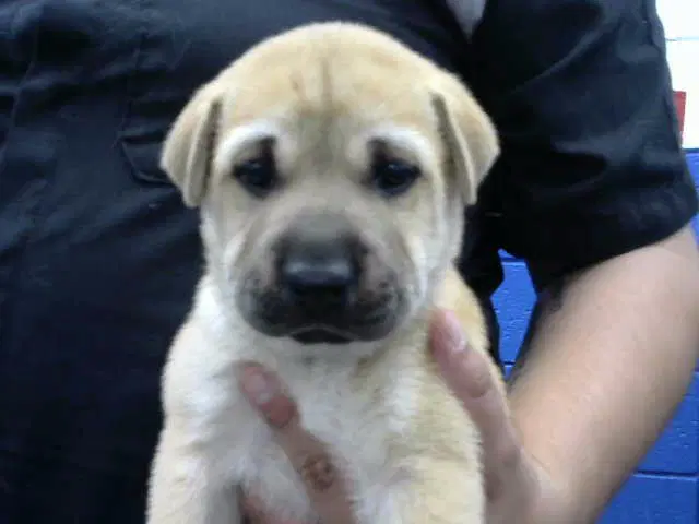 Yogi - Chinese Shar-Pei