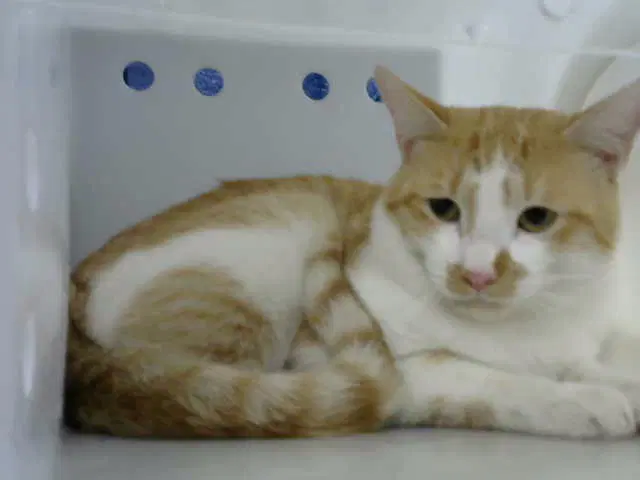 Missorange - Domestic Short Hair