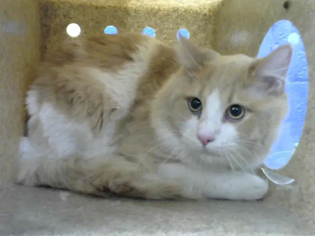 Ozca - Domestic Long Hair