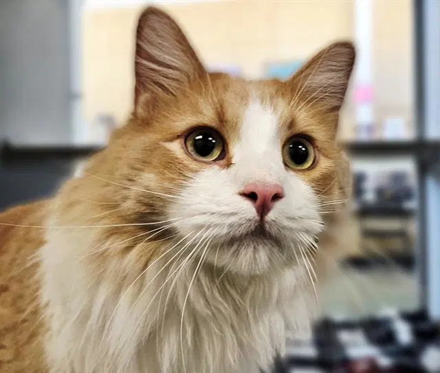 Ozca - Domestic Long Hair