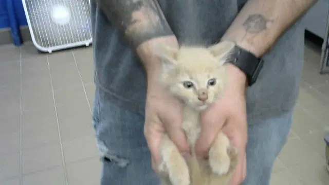Atom Eve - Domestic Medium Hair