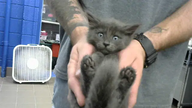 Tech Jacket - Domestic Medium Hair