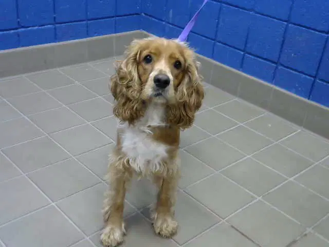 Alro - Cocker Spaniel