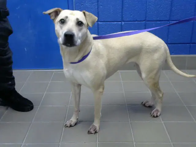 Jasmine - American Pit Bull Terrier
