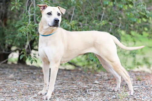 JASMINE, a dog for adoption from Albuquerque Animal Services - Eastside