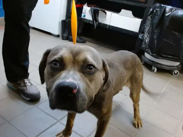Tuff - American Pit Bull Terrier
