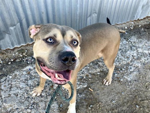 TUFF, a dog for adoption from Albuquerque Animal Services - Eastside