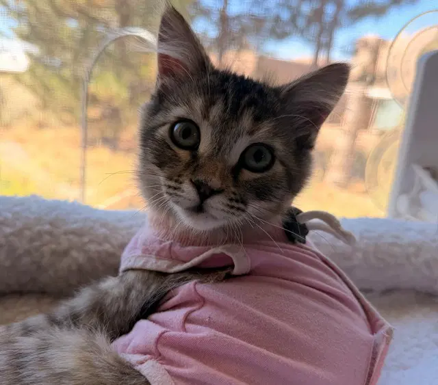 Monique - Domestic Short Hair