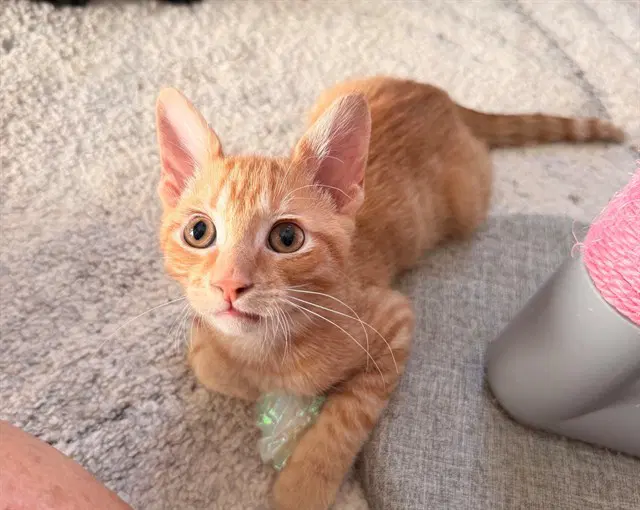 Tarzan - Domestic Short Hair