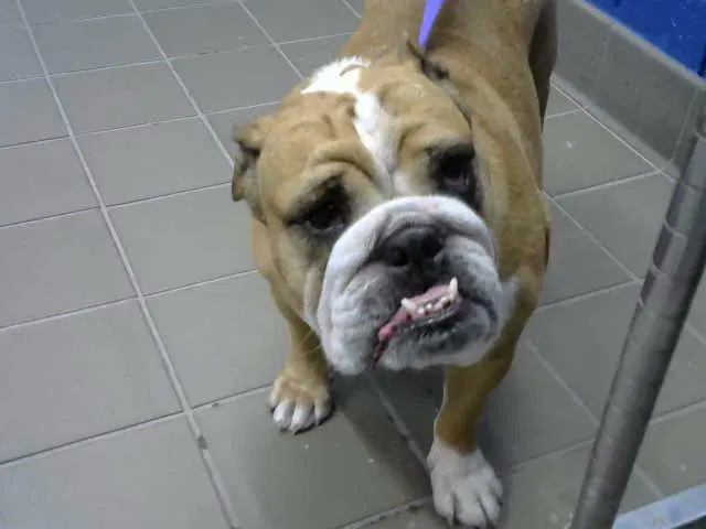 Lucy - Bulldog
