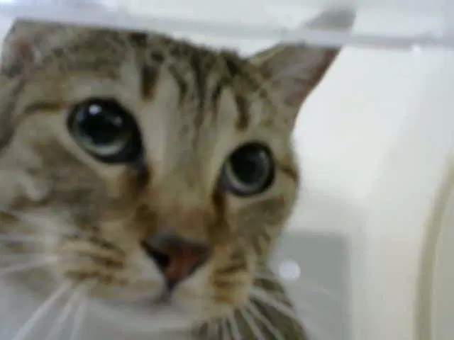 Cleo - Domestic Short Hair