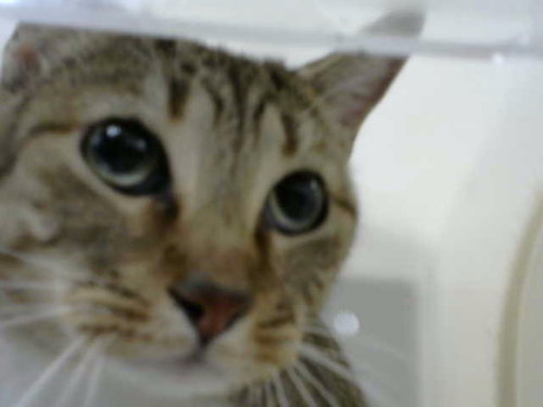 CLEO, a cat for adoption from Albuquerque Animal Services - Eastside