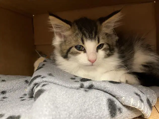 Puff - Domestic Short Hair