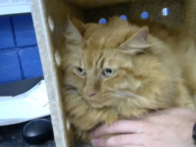Cutie Pie - Domestic Long Hair