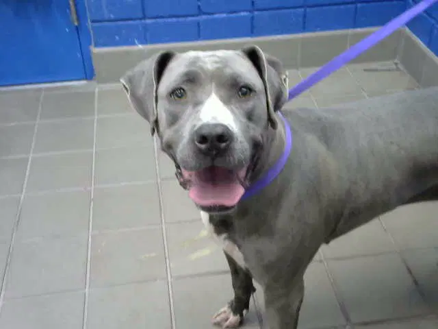 Malu - American Pit Bull Terrier