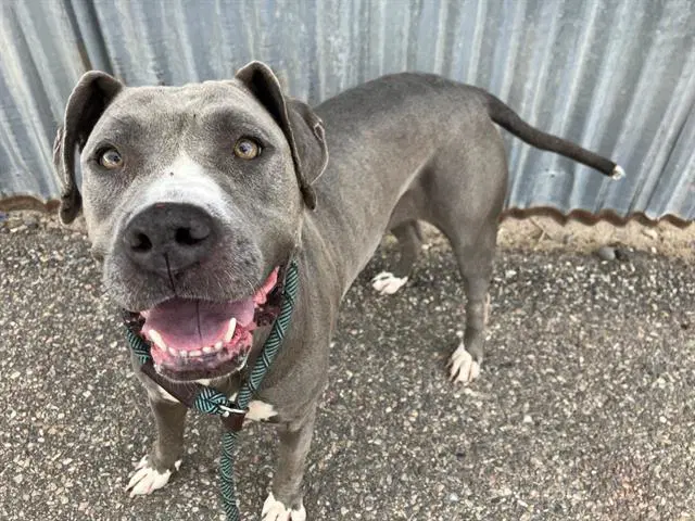 Malu - American Pit Bull Terrier