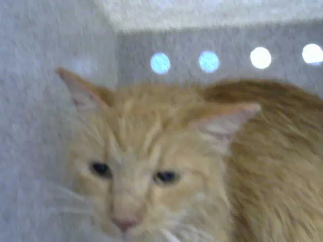 Unknown - Domestic Short Hair