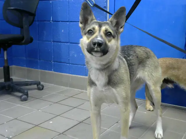 Nova - German Shepherd Dog