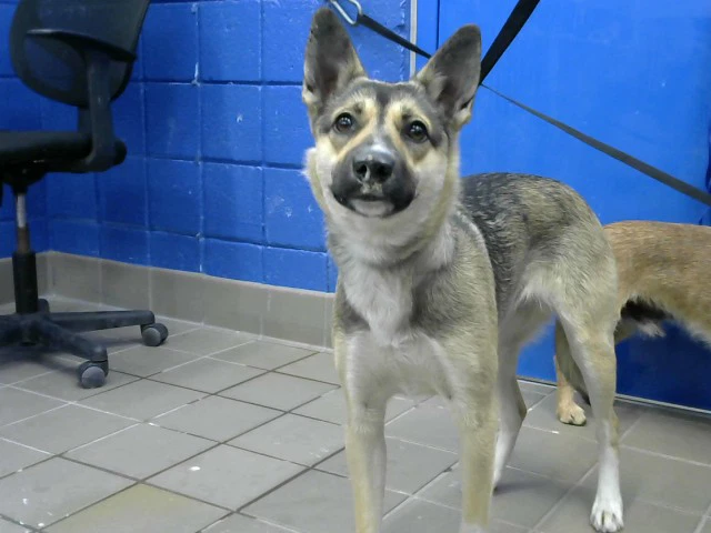 Nova