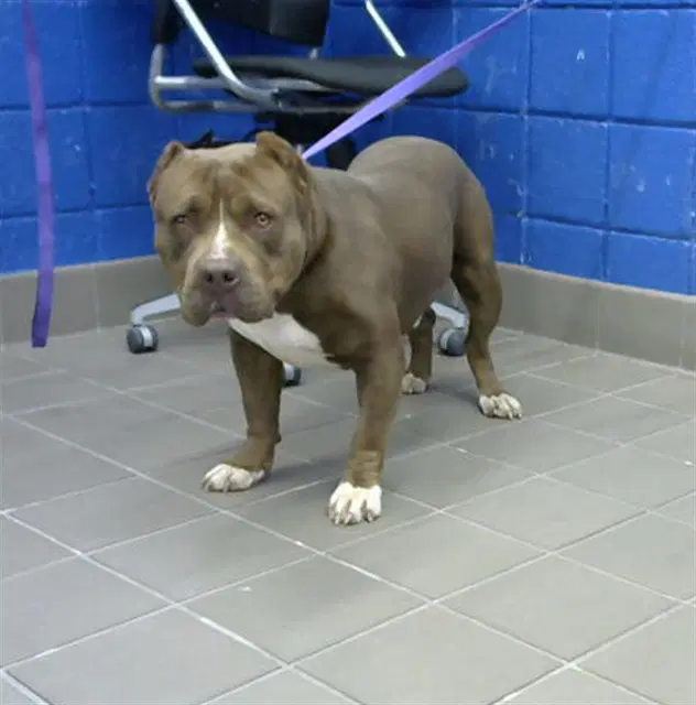Shamus - American Pit Bull Terrier
