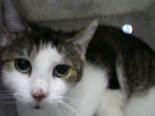 VENGIE, a cat for adoption from Albuquerque Animal Services - Eastside