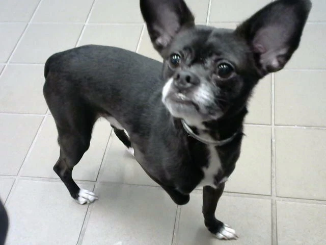 Frankie