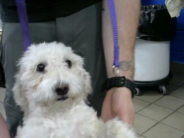 Tina - Poodle (Miniature)