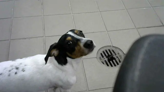 Pedro - Dachshund