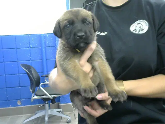 Skittles - German Shepherd Dog