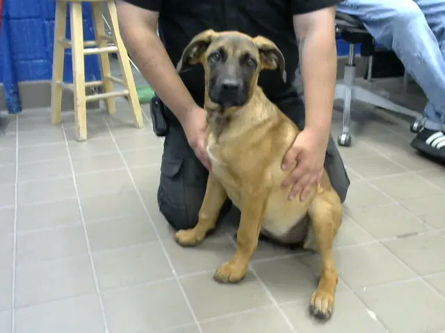 Skittles - German Shepherd Dog