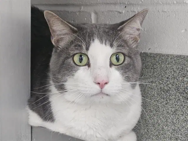 Kiko - Domestic Short Hair