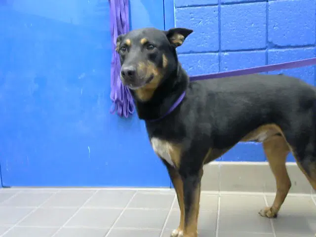 Goku - Doberman Pinscher