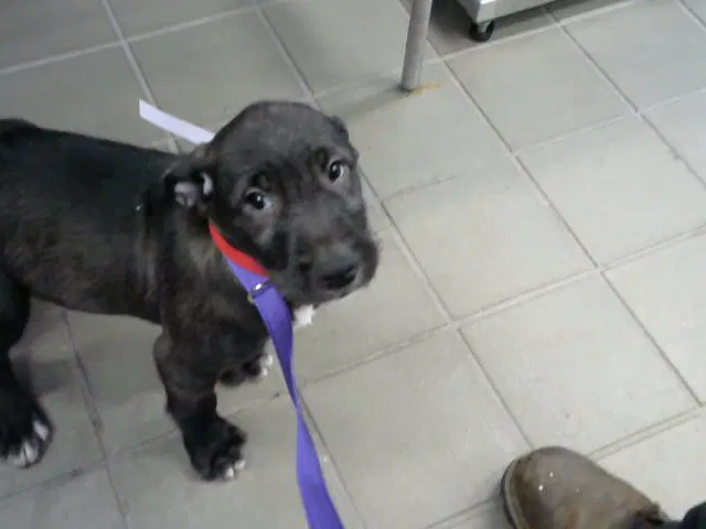 Saturn - Labrador Retriever