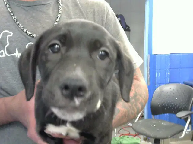 Marlie - Labrador Retriever