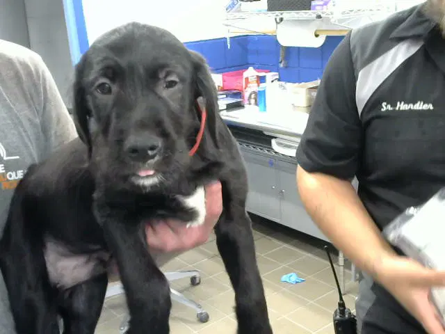 Jupiter - Labrador Retriever