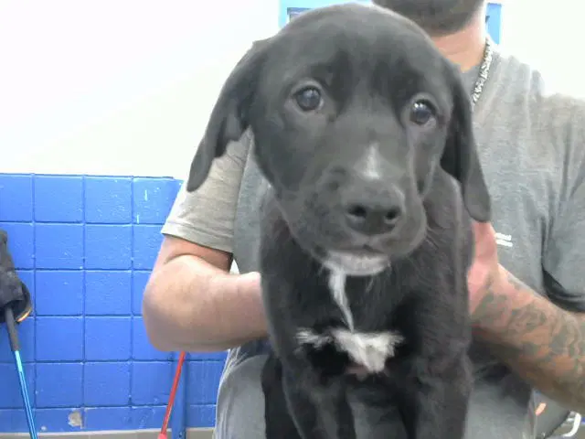 Venus - Labrador Retriever